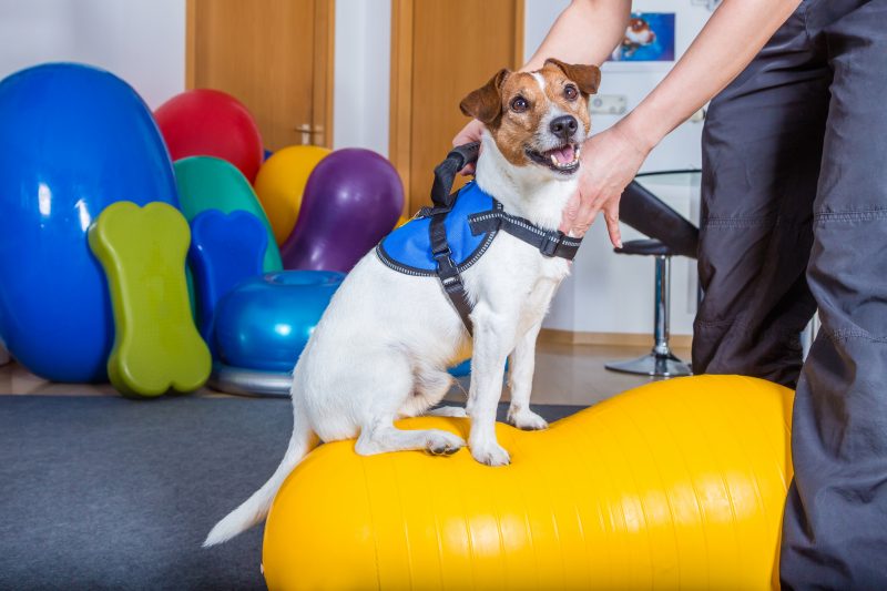 Reabilitação Animal - Cão em tratamento
